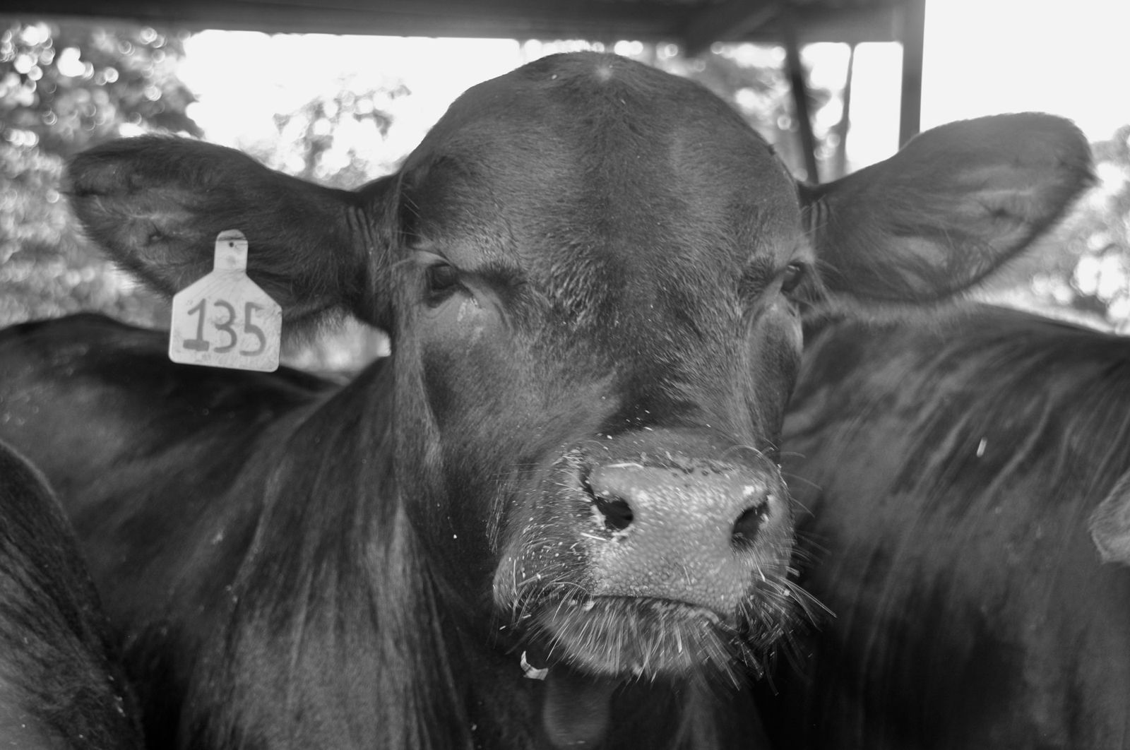 Ganado en blanco y negro