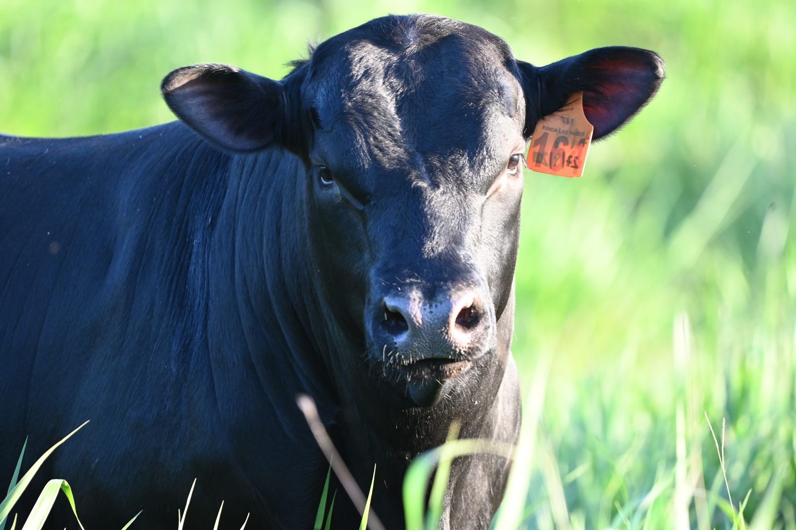 Toro Black Angus en el potrero