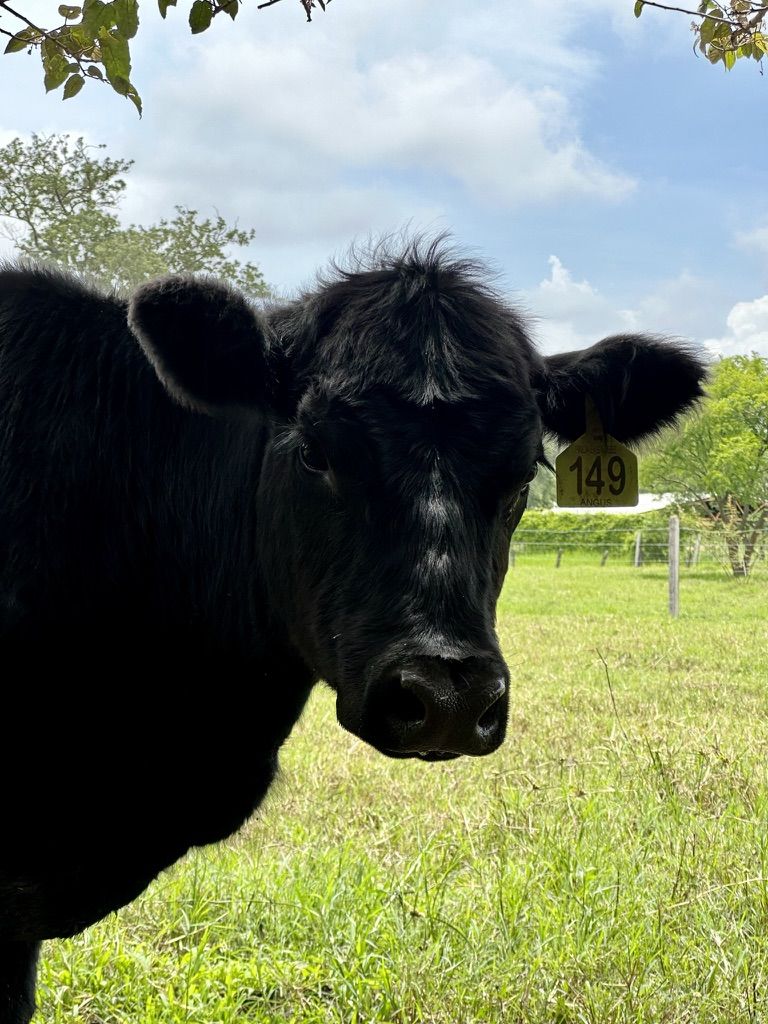 Novilla Black Angus en el potrero